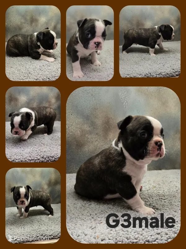 G3male – Boston Terrier puppy for sale in Ethel, WA