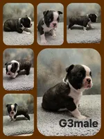 G3male, a male Boston Terrier for sale in Ethel, WA – 1 of 1