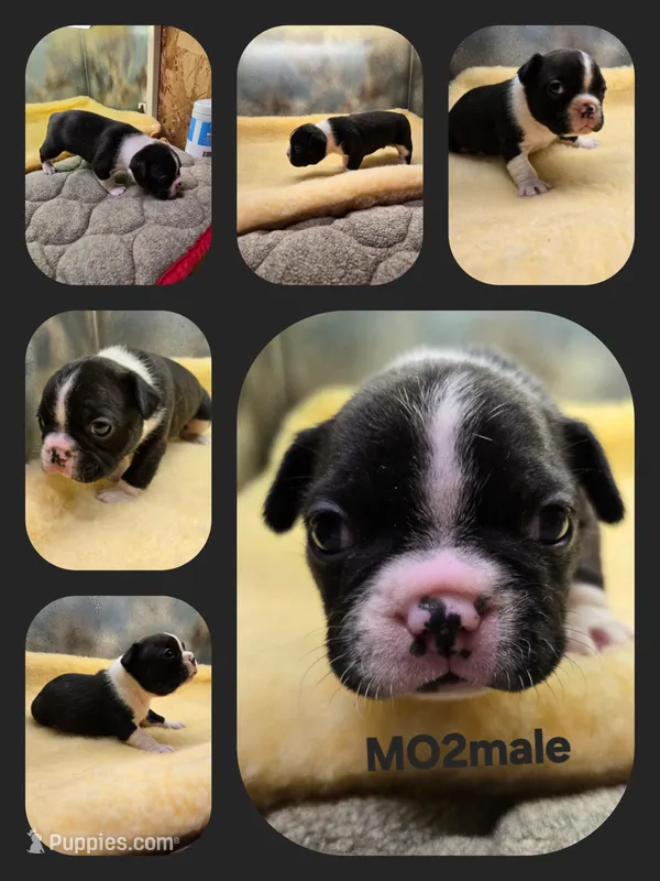 MO2male – Boston Terrier, French Bulldog puppy for sale in Ethel, WA
