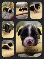 MO2male, a male Boston Terrier and French Bulldog for sale in Ethel, WA – 1 of 1