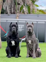 Luka, a male Cane Corso for sale in Hollywood, FL – 7 of 10