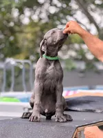 Luka, a male Cane Corso for sale in Hollywood, FL – 4 of 10