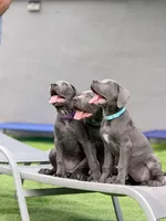 Luka, a male Cane Corso for sale in Hollywood, FL – 6 of 10