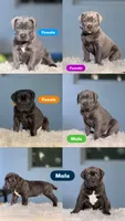 Luka, a male Cane Corso for sale in Hollywood, FL – 5 of 10