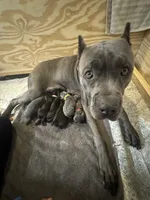 Luka, a male Cane Corso for sale in Hollywood, FL – 9 of 10
