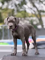 Luka, a male Cane Corso for sale in Hollywood, FL – 3 of 10