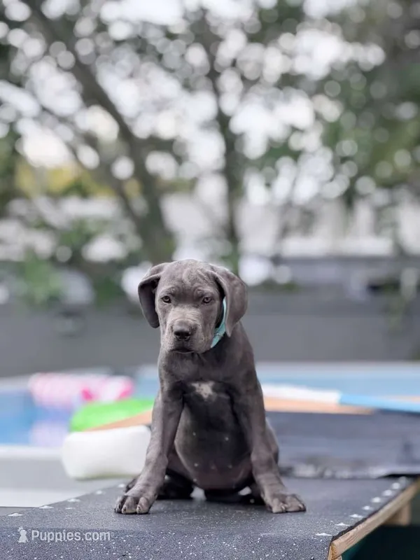 Luka – Cane Corso puppy for sale in Hollywood, FL