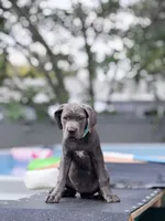 Luka, a male Cane Corso for sale in Hollywood, FL – 1 of 10