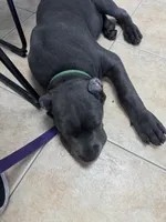 Luka, a male Cane Corso for sale in Hollywood, FL – 10 of 10