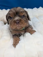 Mojito , a male Cavalier King Charles Spaniel for sale in Carrollton, KY – Photo 2 of 8