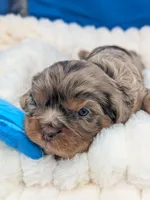 Mojito , a male Cavalier King Charles Spaniel for sale in Carrollton, KY – Photo 4 of 8