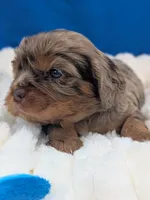 Mojito , a male Cavalier King Charles Spaniel for sale in Carrollton, KY – Photo 6 of 8