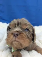 Mojito , a male Cavalier King Charles Spaniel for sale in Carrollton, KY – Photo 8 of 8