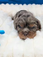 Mojito , a male Cavalier King Charles Spaniel for sale in Carrollton, KY – Photo 3 of 8