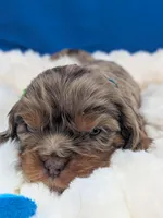 Mojito , a male Cavalier King Charles Spaniel for sale in Carrollton, KY – Photo 7 of 8