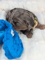 Sangria , a female Cavalier King Charles Spaniel for sale in Carrollton, KY – Photo 8 of 9