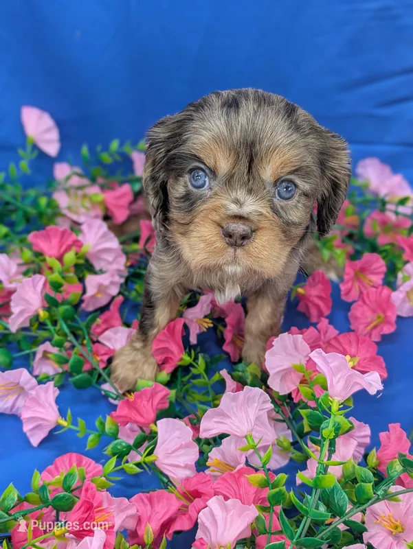 Sangria  – Cavalier King Charles Spaniel puppy for sale in Carrollton, KY