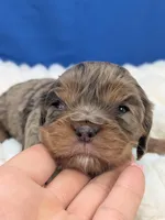 Sangria , a female Cavalier King Charles Spaniel for sale in Carrollton, KY – Photo 2 of 9