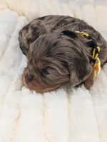 Sangria , a female Cavalier King Charles Spaniel for sale in Carrollton, KY – Photo 9 of 9