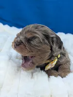 Sangria , a female Cavalier King Charles Spaniel for sale in Carrollton, KY – Photo 6 of 9