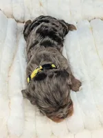 Sangria , a female Cavalier King Charles Spaniel for sale in Carrollton, KY – Photo 4 of 9