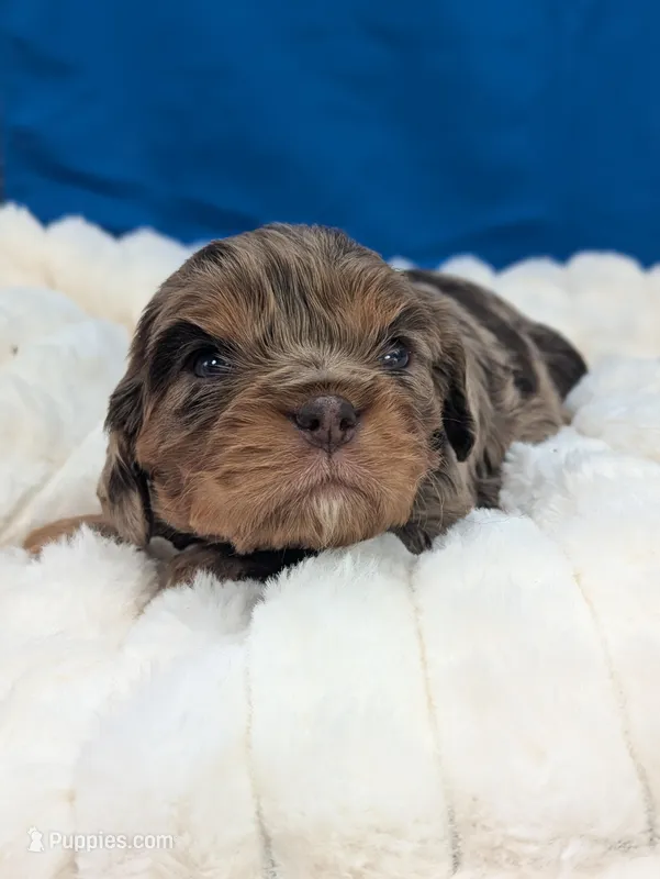 Sangria  – Cavalier King Charles Spaniel puppy for sale in Carrollton, KY
