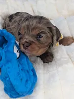 Sangria , a female Cavalier King Charles Spaniel for sale in Carrollton, KY – Photo 7 of 9