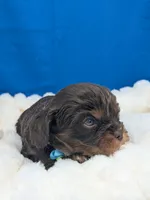 Burbon, a male Cavalier King Charles Spaniel for sale in Carrollton, KY – Photo 3 of 10