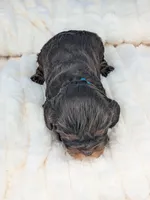 Burbon, a male Cavalier King Charles Spaniel for sale in Carrollton, KY – Photo 7 of 10