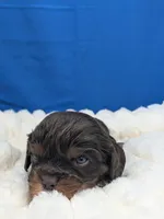 Burbon, a male Cavalier King Charles Spaniel for sale in Carrollton, KY – Photo 2 of 10