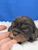 Burbon, a male Cavalier King Charles Spaniel for sale in Carrollton, KY – Photo 10 of 10