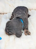 Burbon, a male Cavalier King Charles Spaniel for sale in Carrollton, KY – Photo 9 of 10