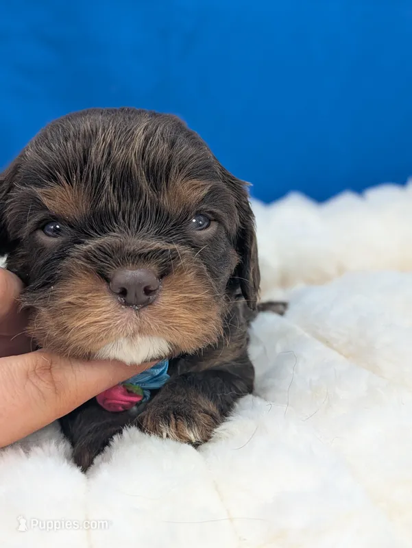 Burbon – Cavalier King Charles Spaniel puppy for sale in Carrollton, KY