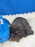 Burbon, a male Cavalier King Charles Spaniel for sale in Carrollton, KY – Photo 5 of 10