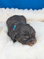 Burbon, a male Cavalier King Charles Spaniel for sale in Carrollton, KY – Photo 4 of 10