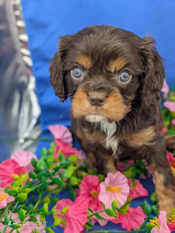Burbon – Cavalier King Charles Spaniel puppy for sale in Carrollton, KY