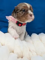 Kahlua , a female Cavalier King Charles Spaniel for sale in Carrollton, KY – Photo 3 of 9