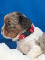 Kahlua , a female Cavalier King Charles Spaniel for sale in Carrollton, KY – Photo 7 of 9