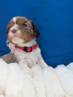 Kahlua , a female Cavalier King Charles Spaniel for sale in Carrollton, KY – Photo 4 of 9