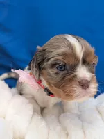 Kahlua , a female Cavalier King Charles Spaniel for sale in Carrollton, KY – Photo 6 of 9