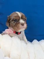 Kahlua , a female Cavalier King Charles Spaniel for sale in Carrollton, KY – Photo 2 of 9