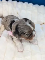 Kahlua , a female Cavalier King Charles Spaniel for sale in Carrollton, KY – Photo 9 of 9