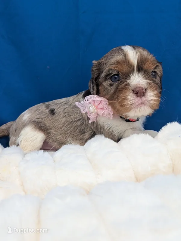 Kahlua  – Cavalier King Charles Spaniel puppy for sale in Carrollton, KY