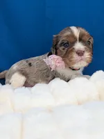 Kahlua , a female Cavalier King Charles Spaniel for sale in Carrollton, KY – Photo 1 of 9