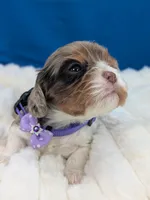 Bellini, a female Cavalier King Charles Spaniel for sale in Carrollton, KY – Photo 3 of 9
