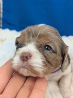 Bellini, a female Cavalier King Charles Spaniel for sale in Carrollton, KY – Photo 8 of 9