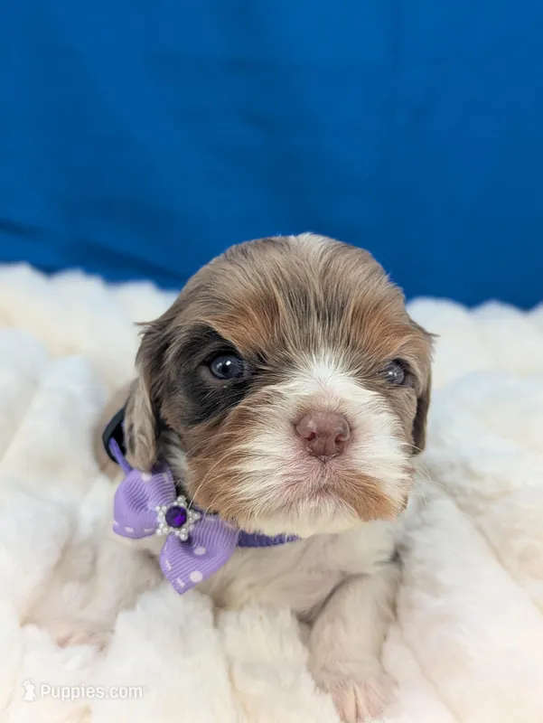 Bellini – Cavalier King Charles Spaniel puppy for sale in Carrollton, KY