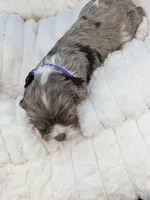 Bellini, a female Cavalier King Charles Spaniel for sale in Carrollton, KY – Photo 9 of 9