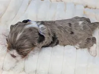 Bellini, a female Cavalier King Charles Spaniel for sale in Carrollton, KY – Photo 5 of 9