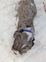 Bellini, a female Cavalier King Charles Spaniel for sale in Carrollton, KY – Photo 2 of 9